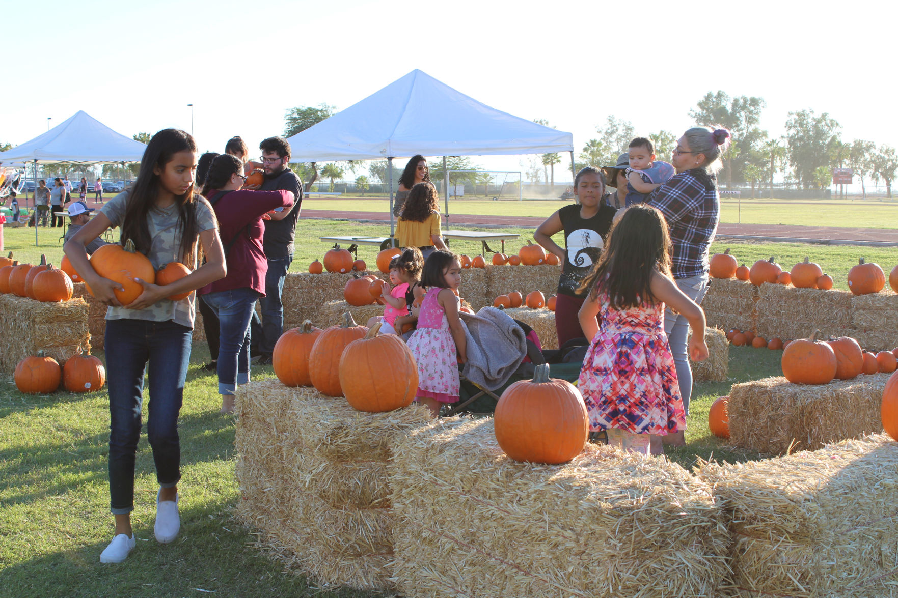 IVC pumpkin patch